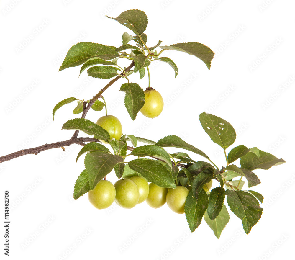branch cherry-plum with fruits isolated on white background