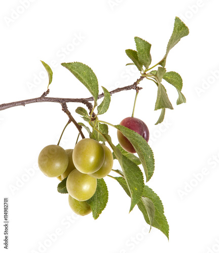 branch cherry-plum with fruits isolated on white background