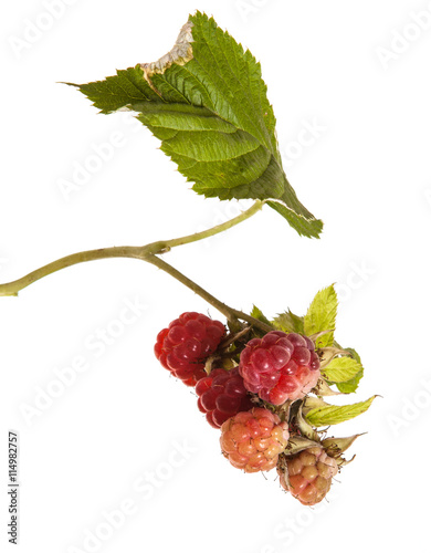 raspberries on a branch with leaves. on a white background