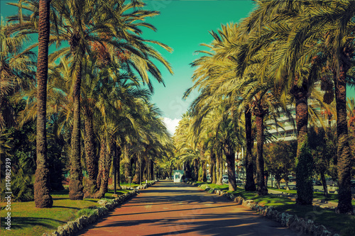 Allée de palmiers sur la Croisette à Cannes: Palmeraie de la Roseraie
