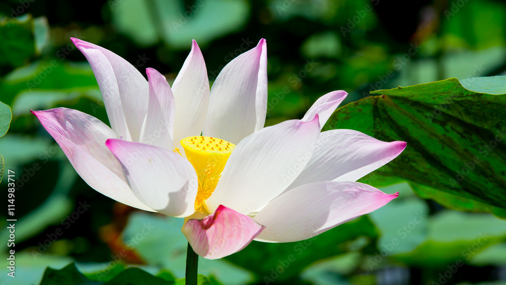 beautiful waterlily or lotus flower beautiful waterlily or lotus flower