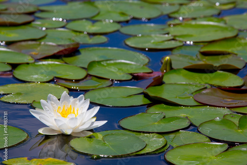beautiful waterlily or lotus flower © piyagoon