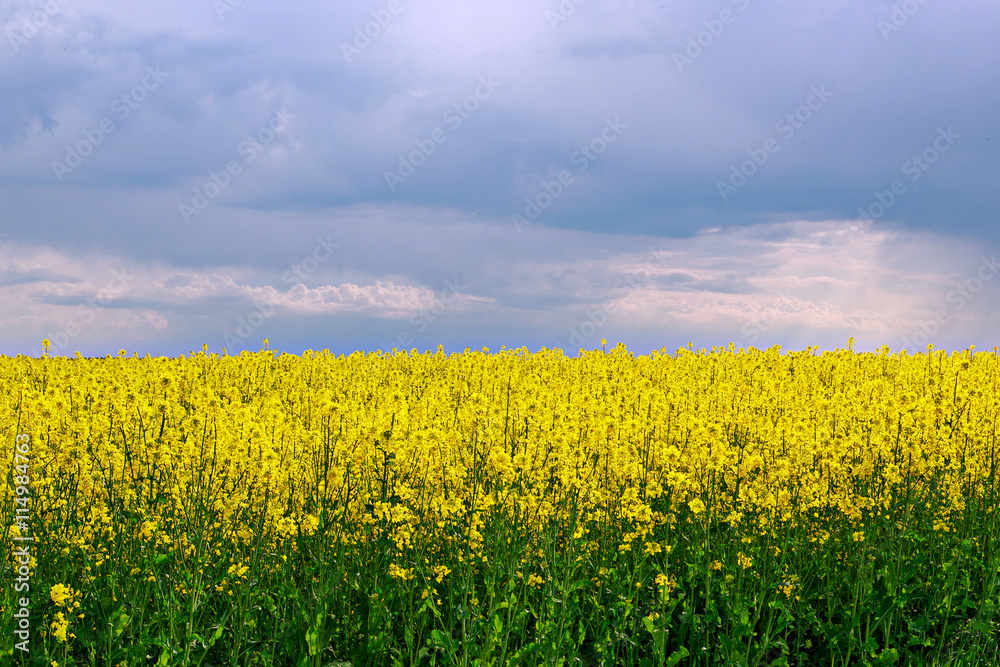 Spring landscape. Yellow field. Alfalfa
