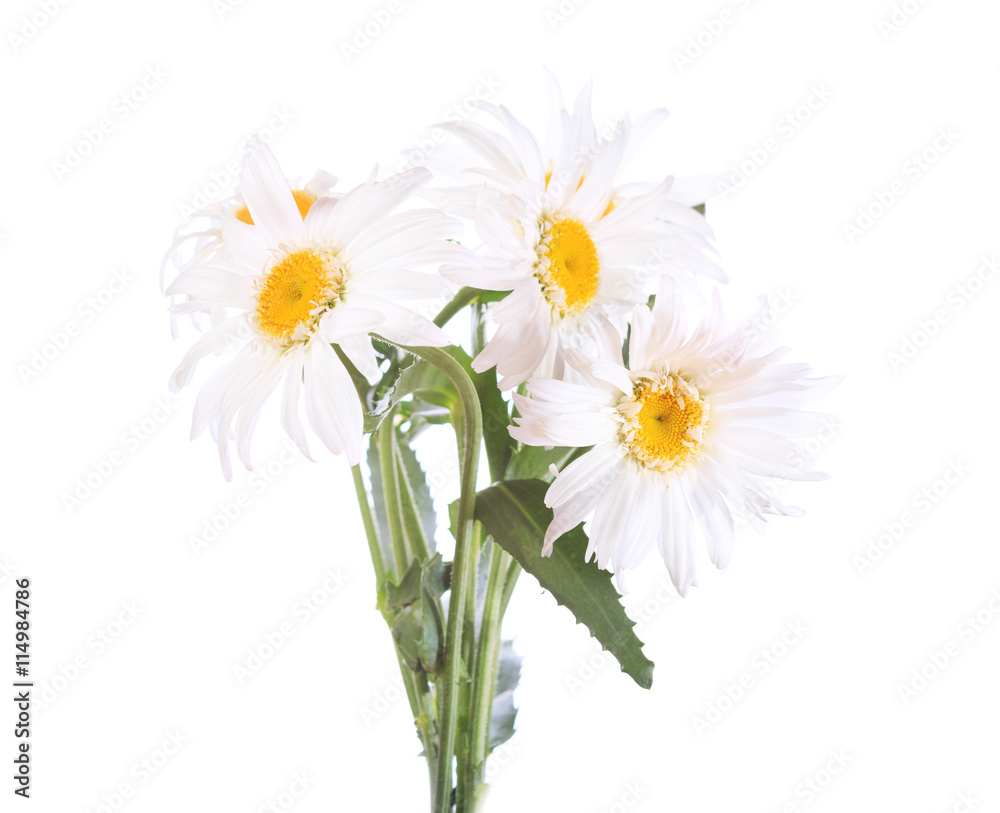 Obraz premium bouquet of daisy flowers