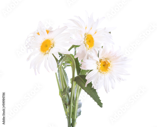bouquet of daisy flowers