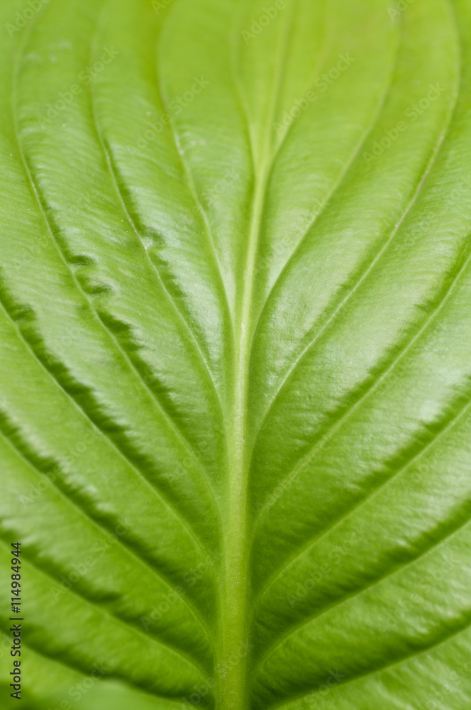 green leaf closeup