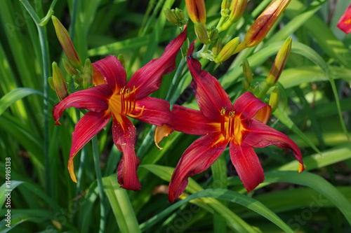 Fototapeta Naklejka Na Ścianę i Meble -  Taglilie Crimson Pirate - daylily of the species Crimson Pirate