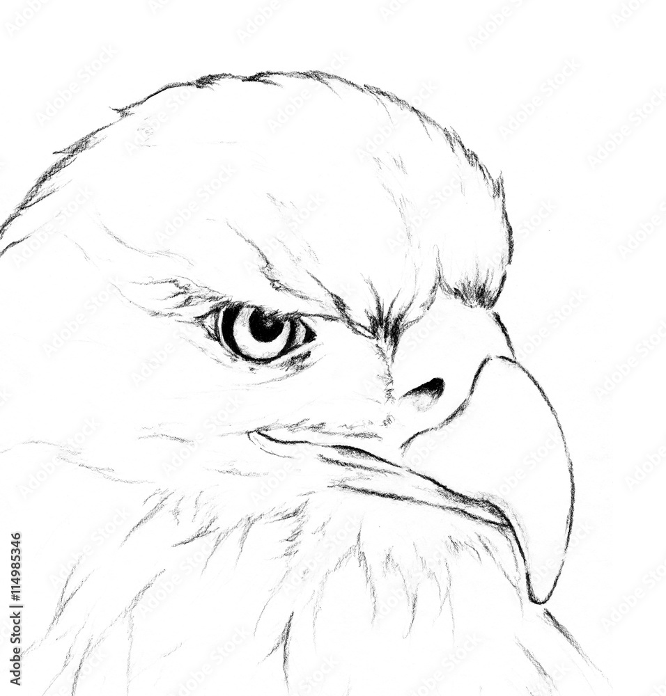 Eagle head by hand drawing; wildlife power hunter sketch art illustration  on white background Stock Illustration