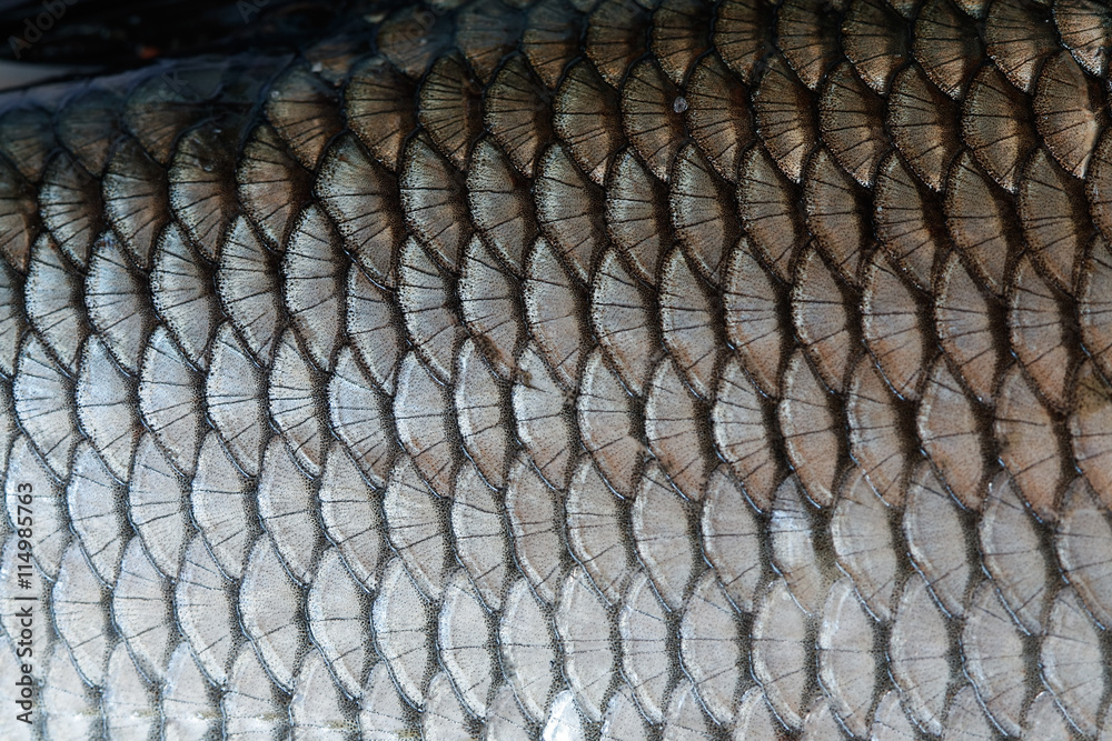 Fototapeta premium fish scale