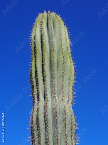 Kaktus, Stacheln, Struktur