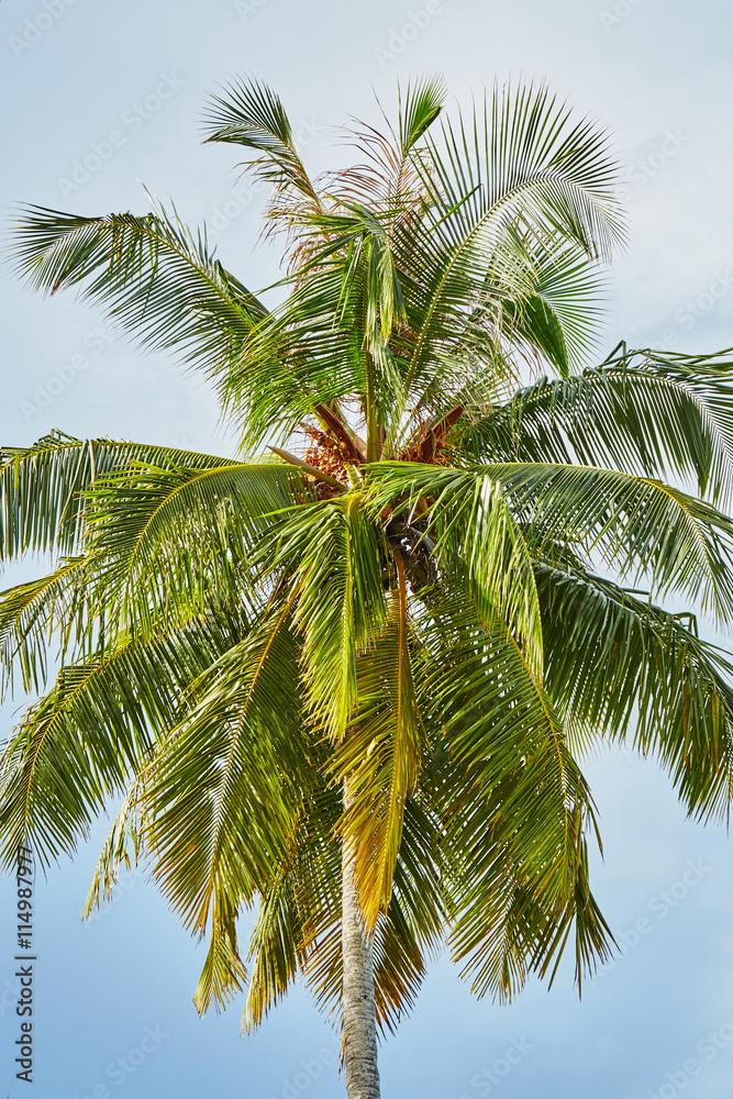 Palms and mangrove trees on Maldives Palms and mangrove trees on Maldives