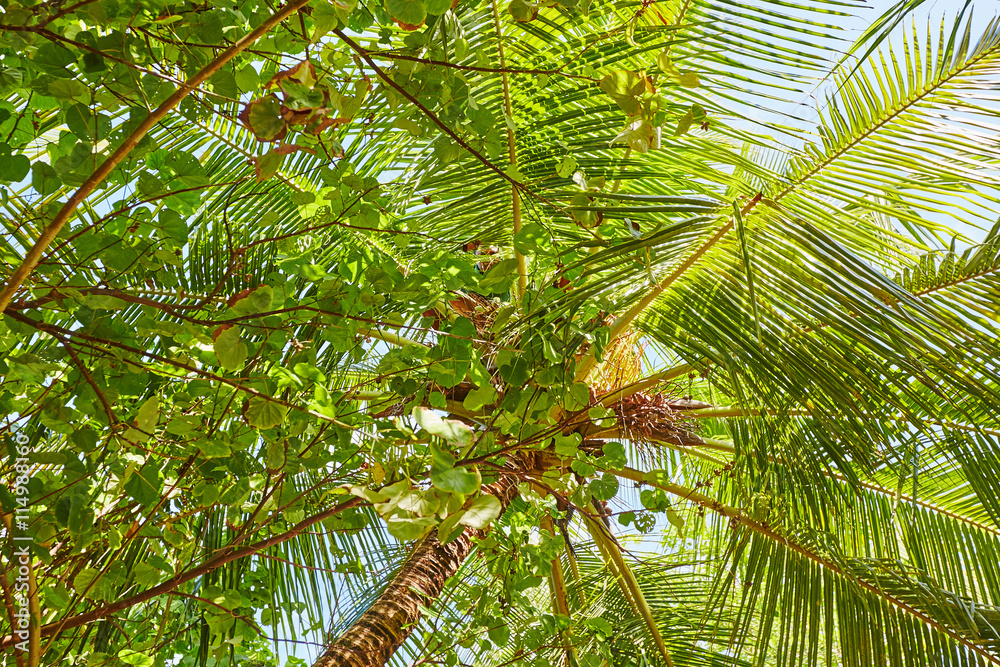 Fototapeta premium Palms and mangrove trees on Maldives