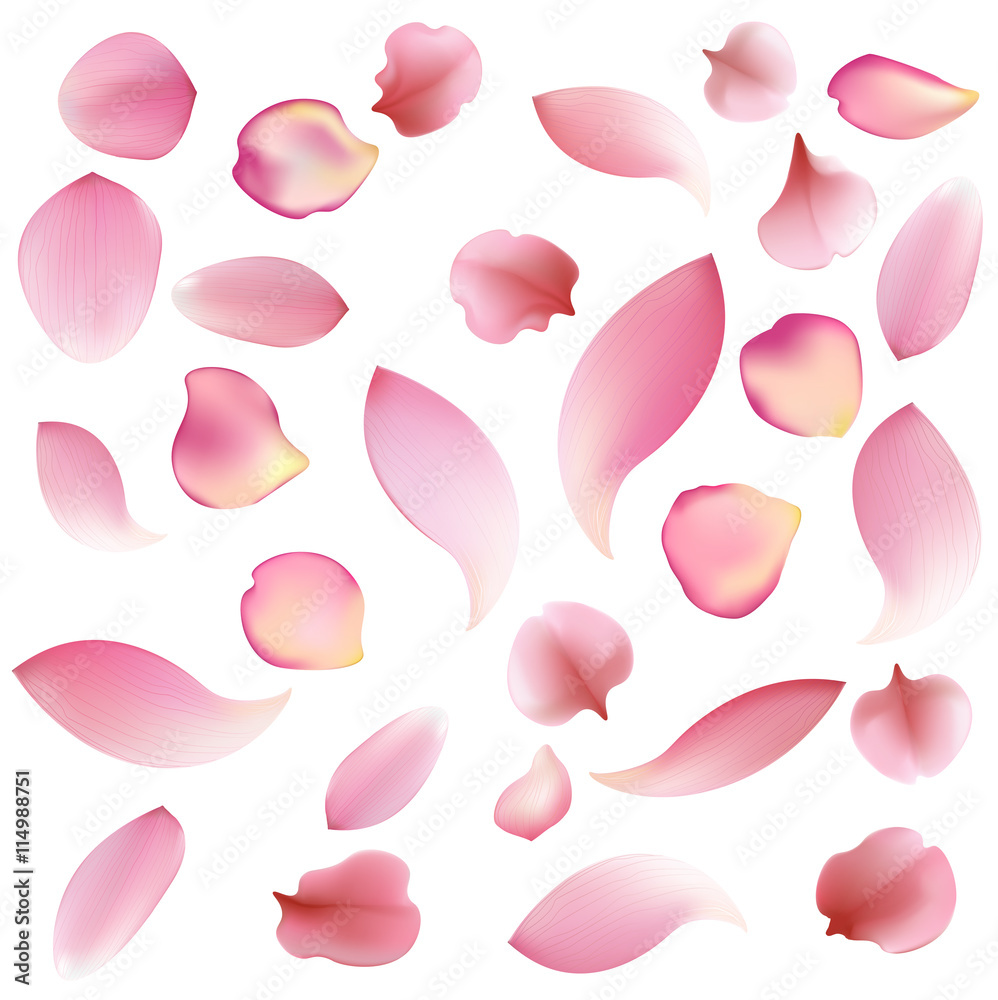 Texture from petals of rose, sakura and lotus isolated on white background
