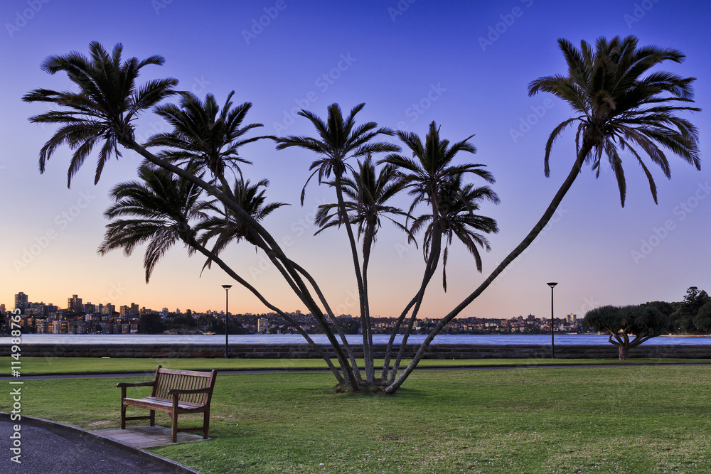 RBG Palm tree cove sunset