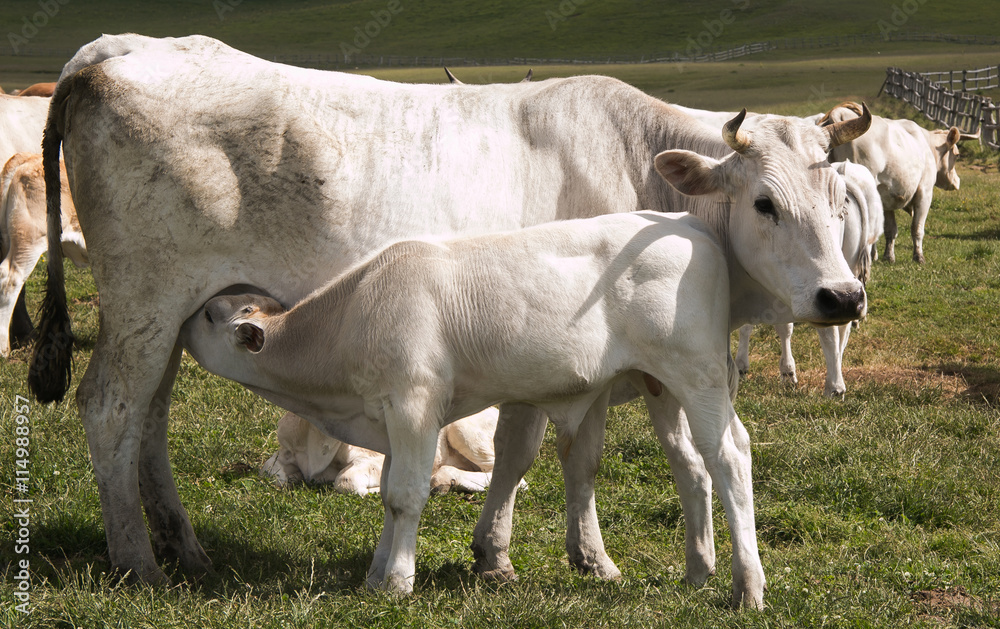 White calf suckling milk in a prairie White calf suckling milk in a prairie