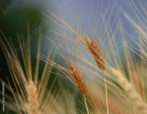 Wheat spikes in early summer