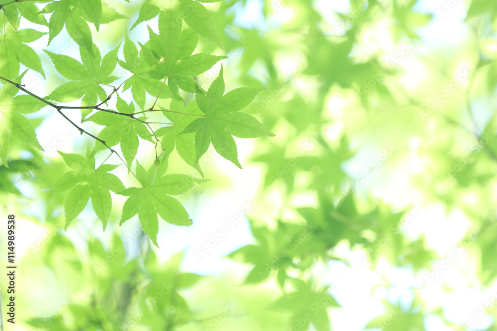 Fresh green maple leaves on the branch with daylight. Fresh green maple leaves on the branch with daylight.