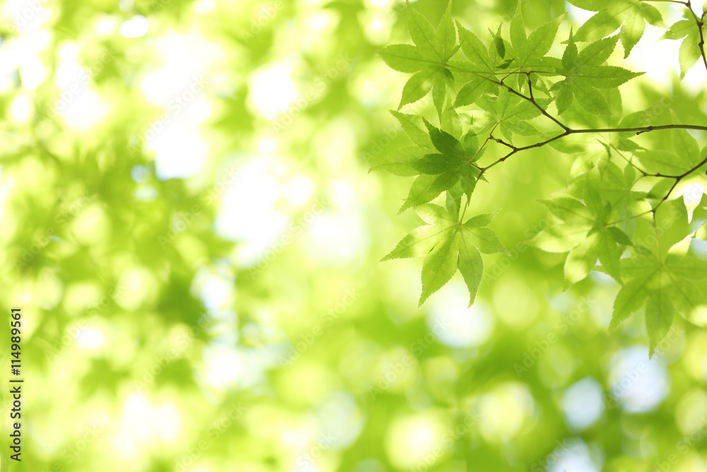 Fresh green maple leaves on the branch with daylight. Fresh green maple leaves on the branch with daylight.