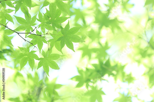 Fresh green maple leaves on the branch with daylight.