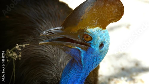 Video UltraHD - Extreme zoom shot shows the details of this southern cassowary's head, with its distinctive, blue skin, along with its beak and unique casque.