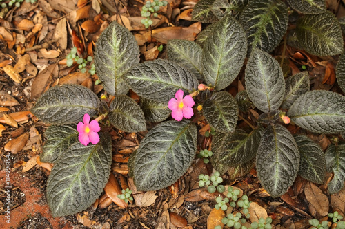 pink flowering Episcia growing as a ground cover is a member of the African violet family of plants photo