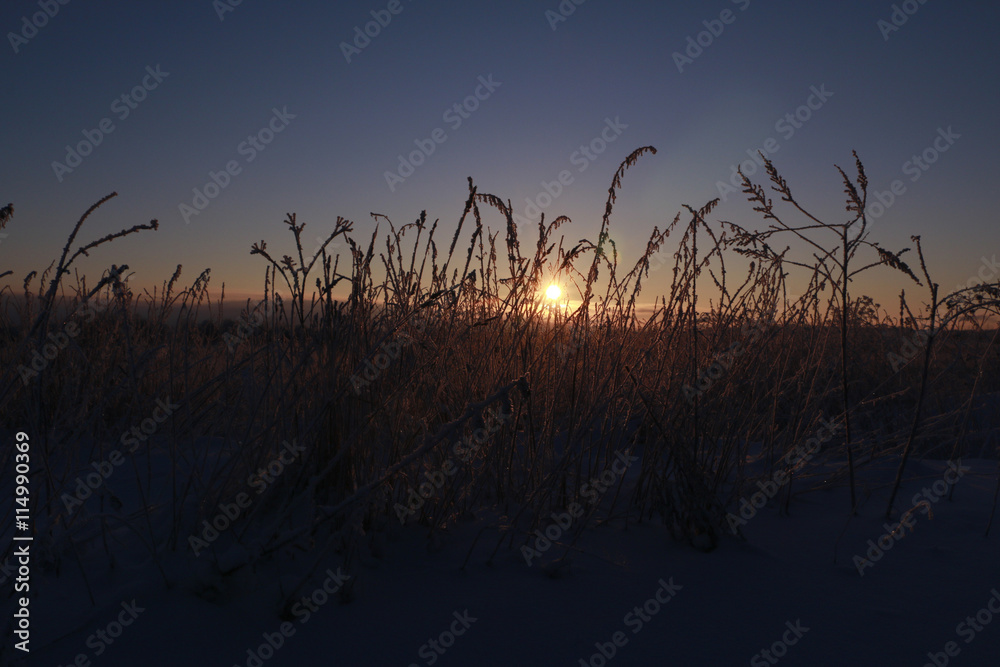 Obraz premium Grass in the snow and winter sunrise