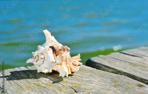 conch on a wooden pier