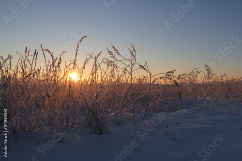 Grass in the snow and winter sunrise