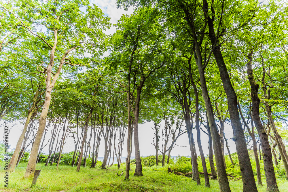 Fototapeta premium Küstenwald