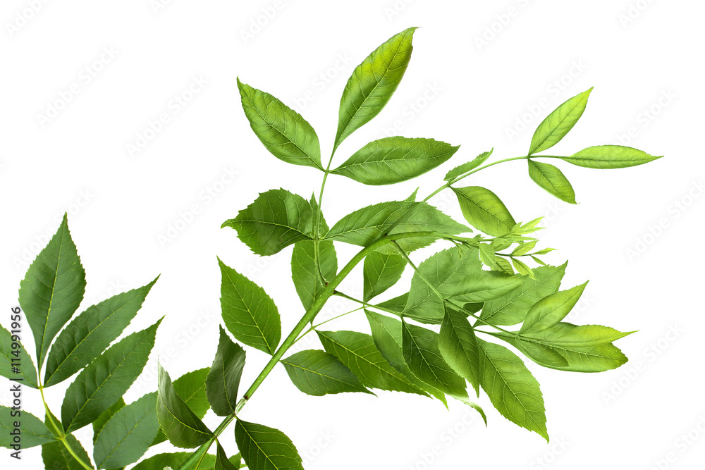 Tree branch with green leaves on white background Tree branch with green leaves on white background