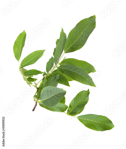 Tree branch with green leaves on white background