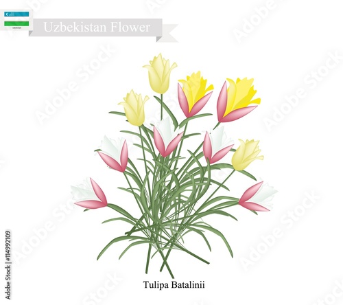 Tulipa Batalinii, The Popular Flower of Uzbekistan photo