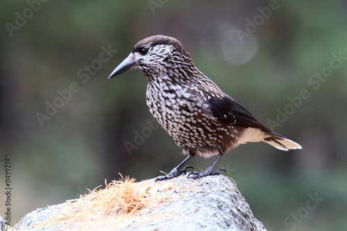 nocciolaia nucifraga caryocatactes corvide uccello montano  photo