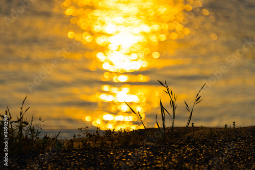 Sunset Reflection Over Grass
