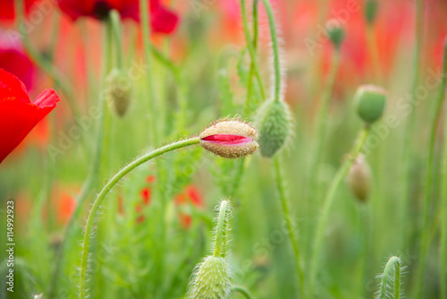 Red Poppy Bud
