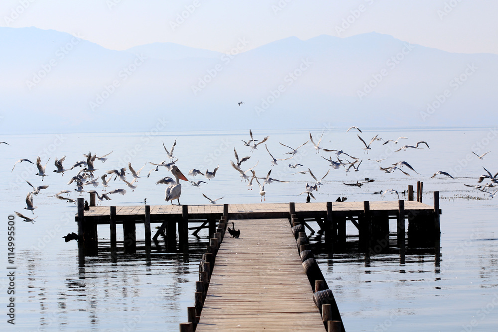 Birds on a pier on the lake Prespa, Macedonia