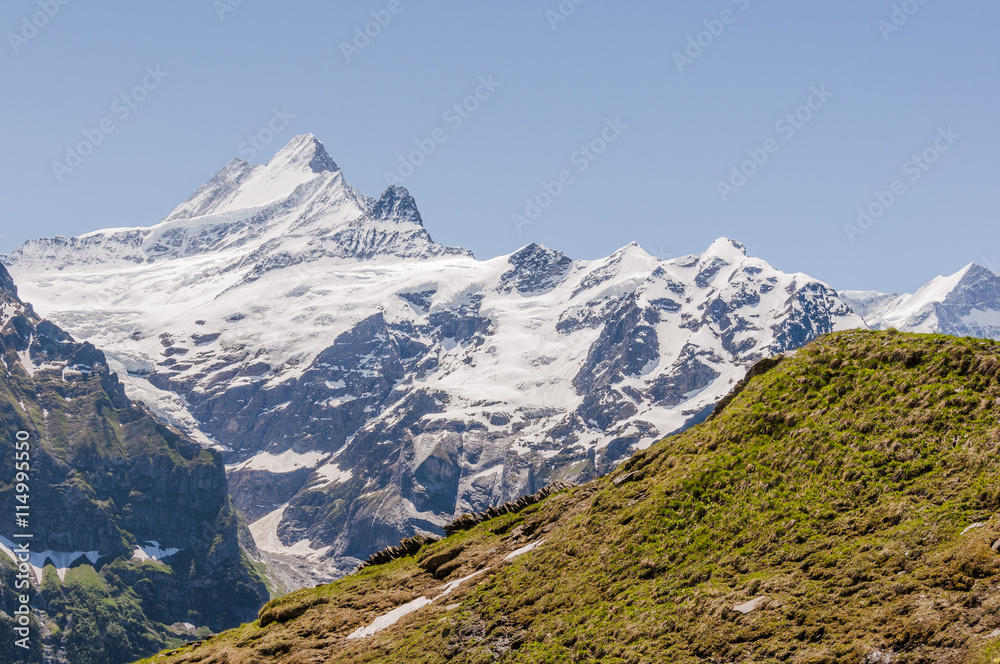 Grindelwald, Berner Oberland, Schreckhorn, Fiescherhörner, Finsteraarhorn, Grindelwaldgletscher, First, Wanderweg, Höhenweg, Sommer, Schweiz