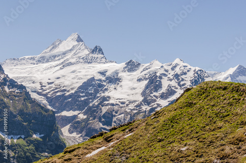 Grindelwald, Berner Oberland, Schreckhorn, Fiescherhörner, Finsteraarhorn, Grindelwaldgletscher, First, Wanderweg, Höhenweg, Sommer, Schweiz