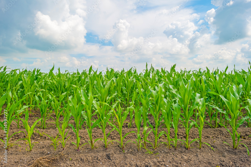 Field with corn in summer Field with corn in summer