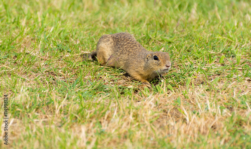 European Ground Squirrel on Field