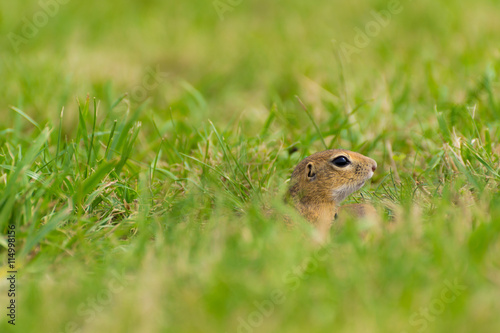 European Ground Squirrel on Field © Szormok11235