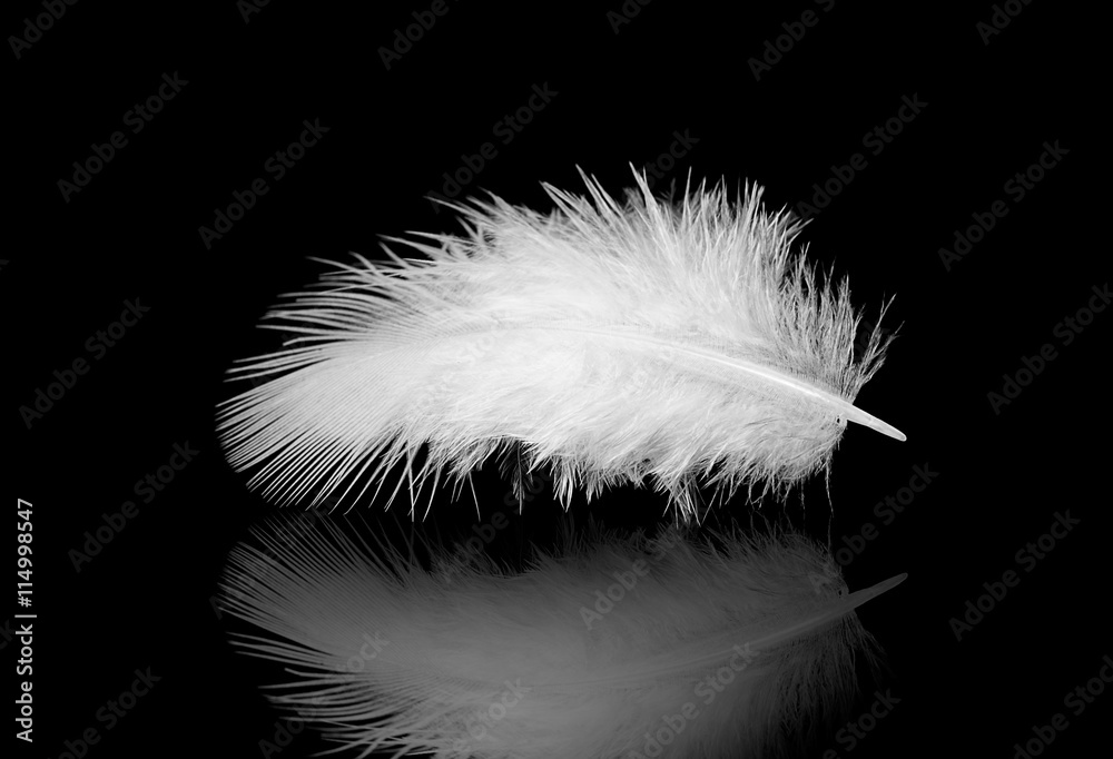 Obraz premium white feather