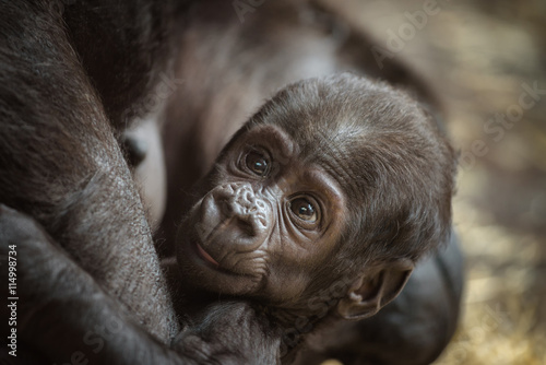 Baby of a Western lowland gorilla