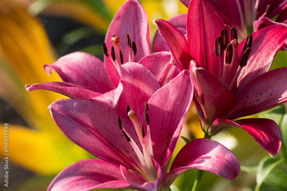 Lily in the garden in the early morning. Lily in the garden in the early morning.