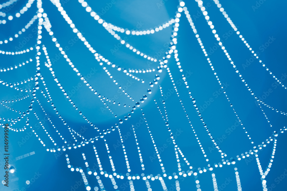 Spider Web Spider Web