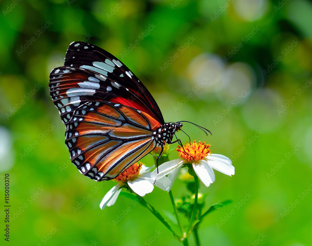 Fototapeta premium butterfly fly on flower in morning nature