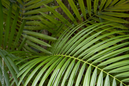 Background of dark green palm fronds in tropical Brazilian jungle