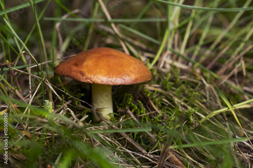 the edible mushrooms