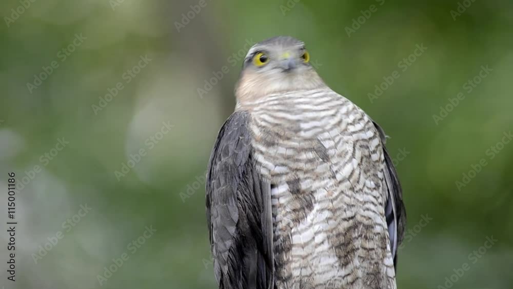 Eurasian sparrowhawk (Accipiter nisus) sitting on the branch Eurasian sparrowhawk (Accipiter nisus) sitting on the branch