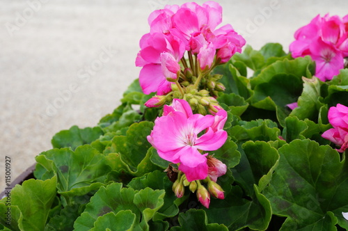 Fototapeta Naklejka Na Ścianę i Meble -  Pink geranium (pelargonium) flowers in bloom